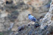 Algarve_03