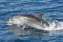 Algarve_19