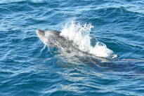 Algarve_20