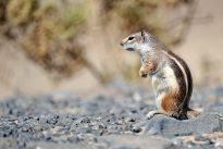Fuerteventura_12