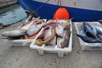 Fuerteventura_36