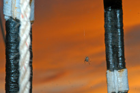 Greif_12