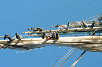 Greif_22