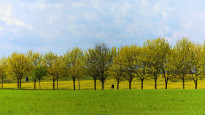 Usedom33
