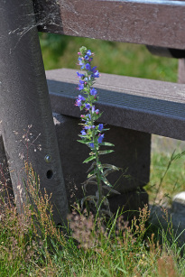 Hiddensee_004