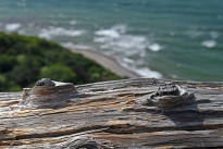 Hiddensee_021