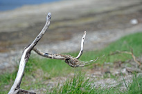 Hiddensee_033