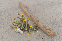 Hiddensee_061