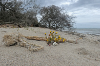 Hiddensee_062