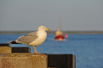 Hiddensee_096