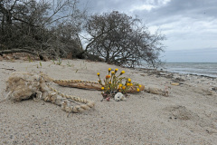 Hiddensee_062