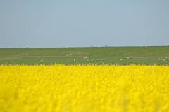 Husum_08