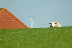 Husum_13