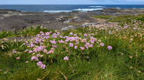 Irland14