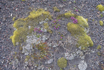Island_031