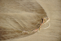 Lanzarote_11