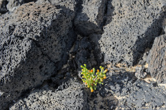 Lanzarote_03