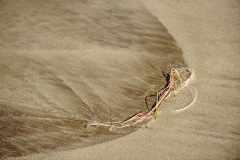 Lanzarote_11