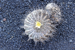 Lanzarote_41