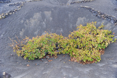 Lanzarote_51