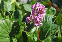 Madeira_16