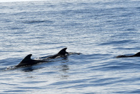 Madeira_23