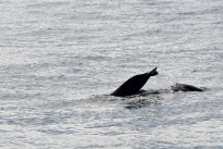 Madeira_24