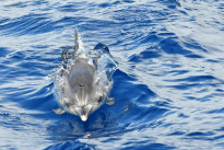 Madeira_25