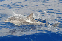 Madeira_26