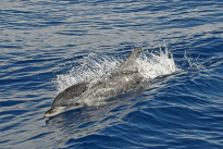 Madeira_27
