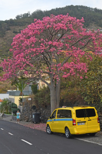 Madeira_34