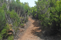 Madeira_36
