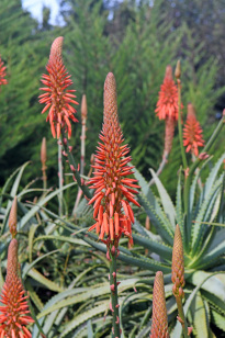 Madeira_39