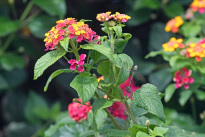 Madeira_41