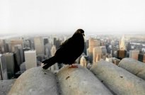 New_York_003