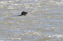Norderney34