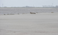 Norderney35