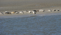 Norderney39