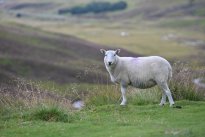 Schottland57