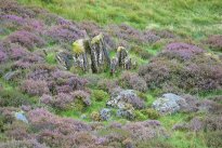 Schottland60