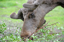 Schweden_28