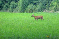 Schweden_52
