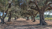 Sizilien_079