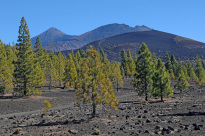 Teneriffa_42