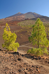 Teneriffa_43