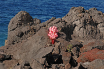 Teneriffa_60