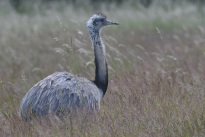 Tiere_002