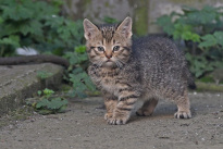 Tiere_006