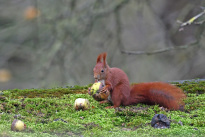 Tiere_012