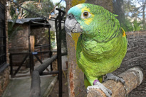 Tiere_013